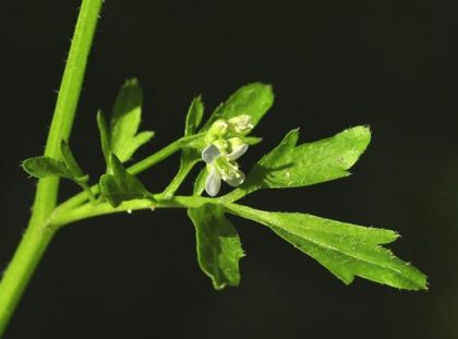 Bitter-cress, Wavy
