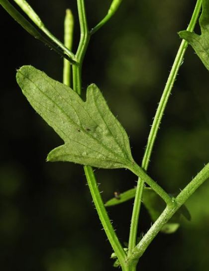 Bitter-cress, Wavy