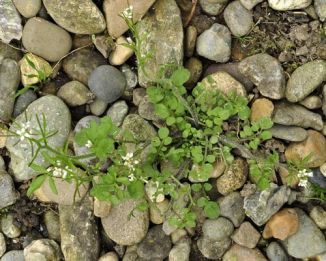 Bitter-cress, Wavy