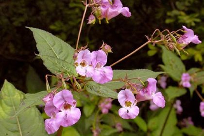 Balsam, Indian