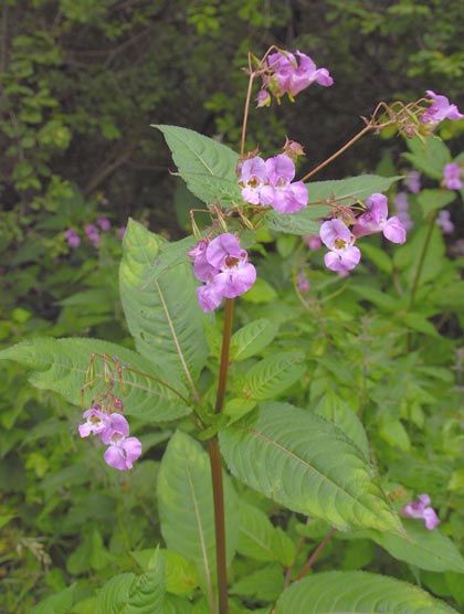 Balsam, Indian