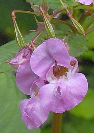 Balsam, Indian