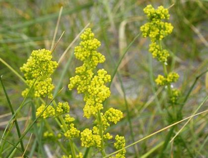 Bedstraw, Lady's