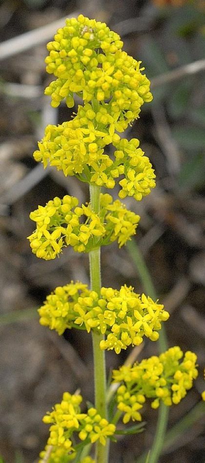 Bedstraw, Lady's