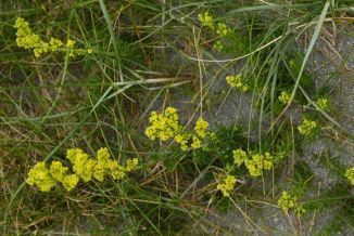 Bedstraw, Lady's