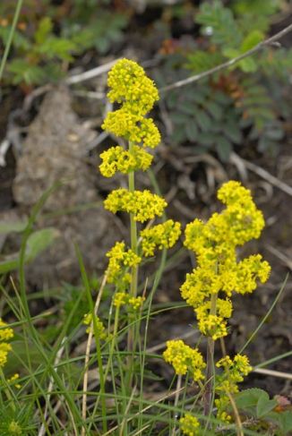 Bedstraw, Lady's