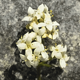 Bedstraw, Limestone
