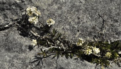 Bedstraw, Limestone