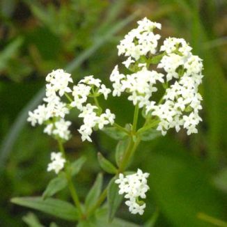 Bedstraw, Northern