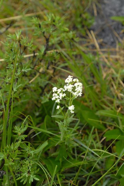 Bedstraw, Northern