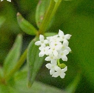Bedstraw, Northern