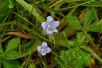 Bellflower, Ivy-leaved