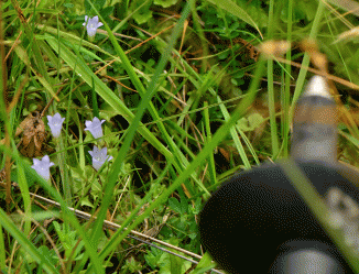 Bellflower, Ivy-leaved