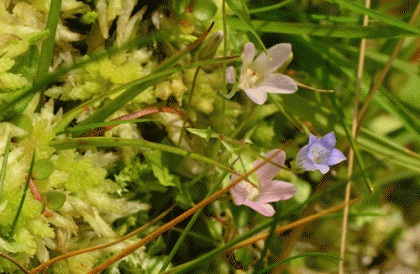 Bellflower, Ivy-leaved