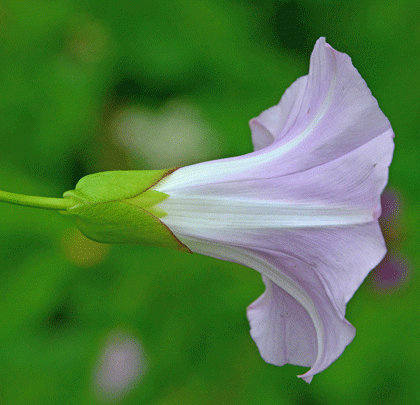 Bindweed, Hedge subsp. roseata