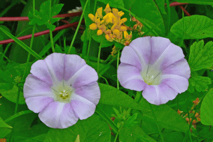 Bindweed, Hedge subsp. roseata