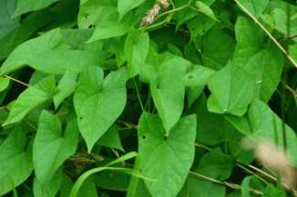 Bindweed, Hedge subsp. roseata