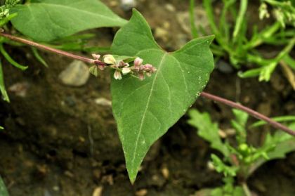Black-bindweed