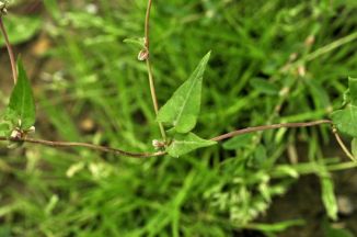 Black-bindweed