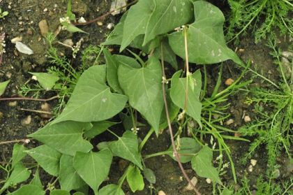 Black-bindweed