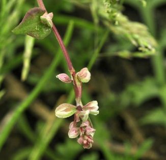 Black-bindweed
