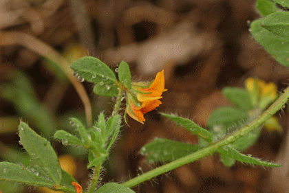 Bird's-foot-trefoil, Hairy