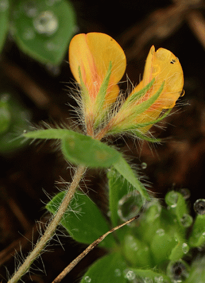 Bird's-foot-trefoil, Hairy