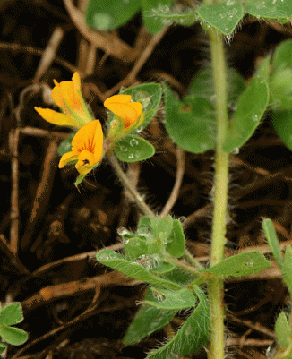 Bird's-foot-trefoil, Hairy