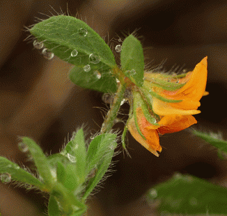 Bird's-foot-trefoil, Hairy