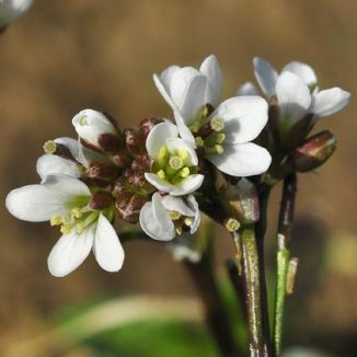 Bitter-cress, Hairy