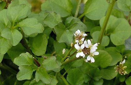 Bitter-cress, Hairy