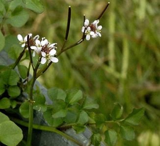Bitter-cress, Hairy
