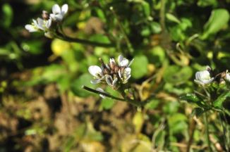 Bitter-cress, Hairy