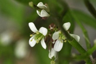 Bitter-cress, Wavy