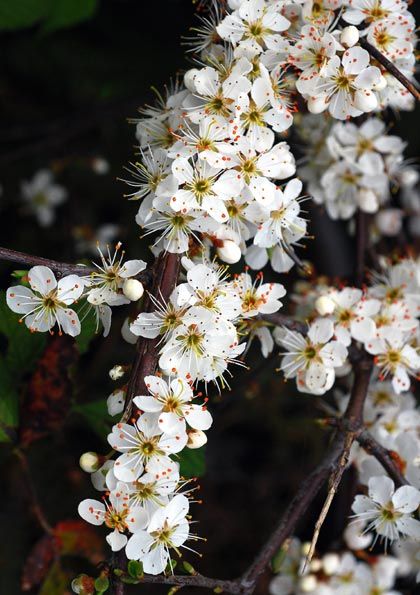 Blackthorn