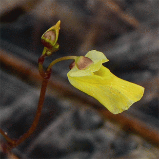 Bladderwort, Lesser