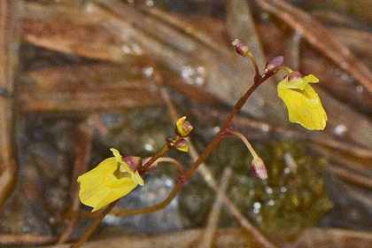 Bladderwort, Lesser