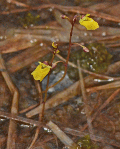 Bladderwort, Lesser