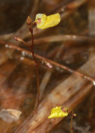 Bladderwort, Lesser