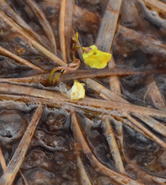 Bladderwort, Lesser