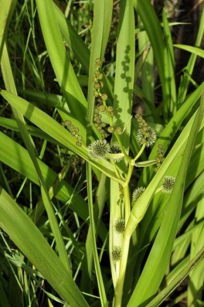 Bur-reed, Branched