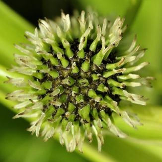 Bur-reed, Branched