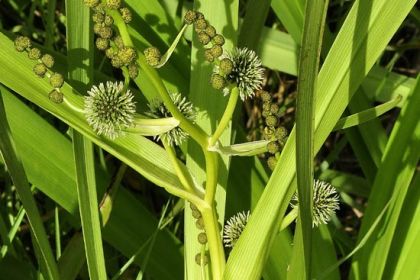 Bur-reed, Branched