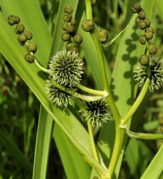 Bur-reed, Branched