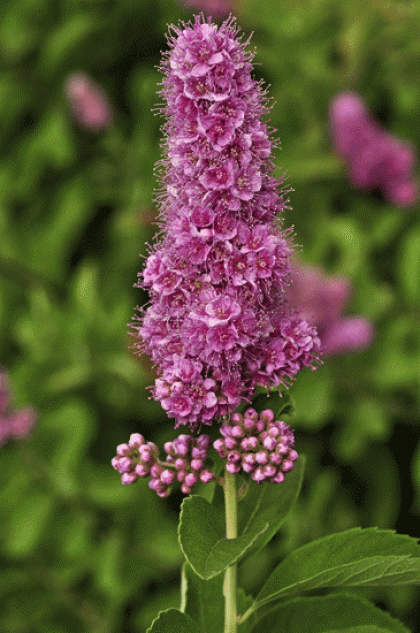 Bridewort, Billard's