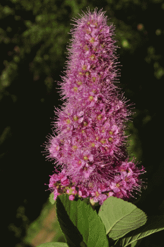 Bridewort, Billard's