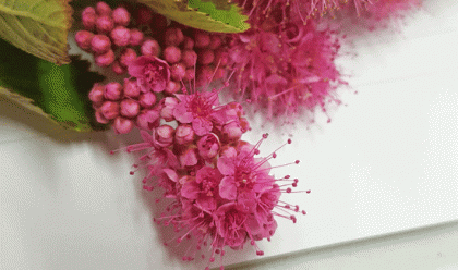 Bridewort, Billard's
