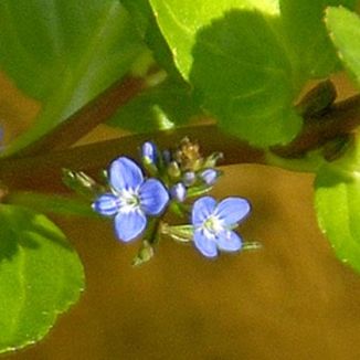 Brooklime
