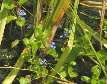 Brooklime