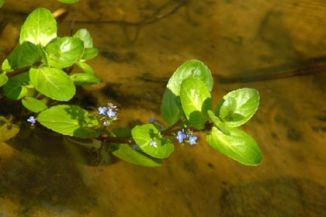 Brooklime